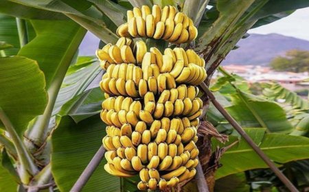 बजार मूल्यमा स्थिरता