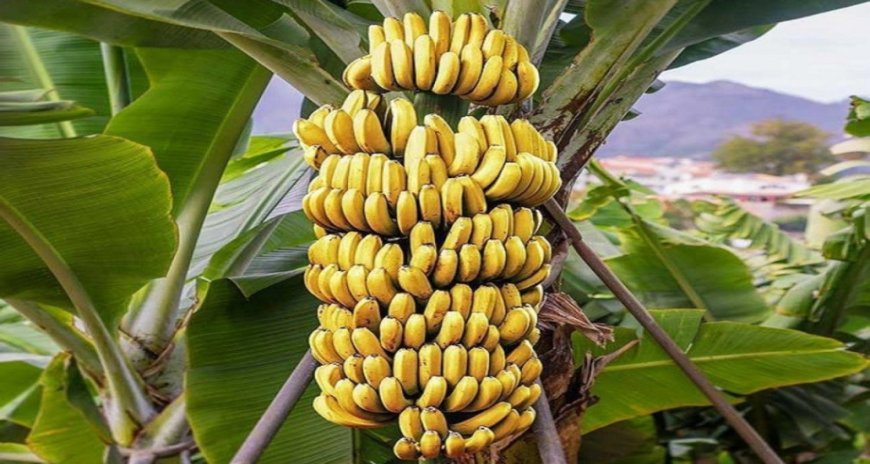 बजार मूल्यमा स्थिरता